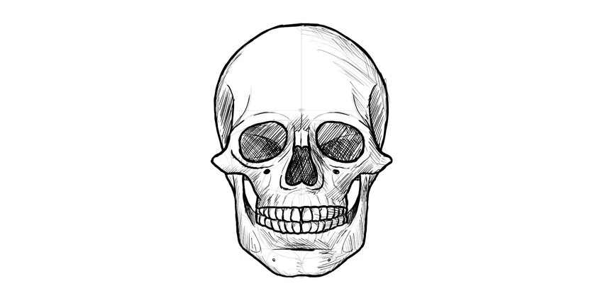 como desenhar cranio humano