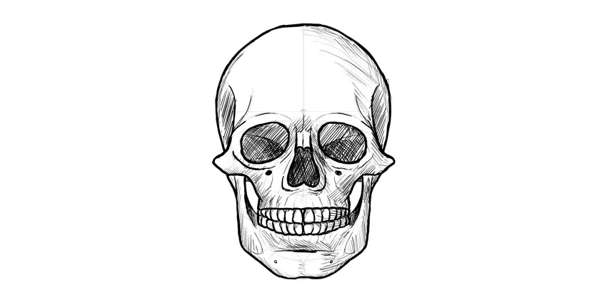 como desenhar cranio humano